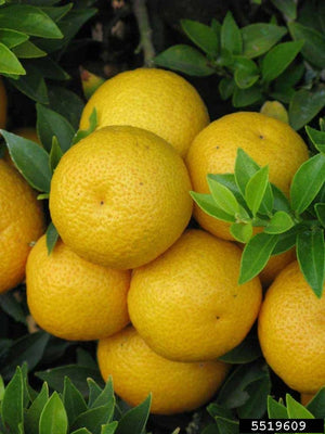 CHINOTTO EXTRACT
