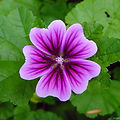 EXTRACT OF MAUVE