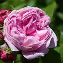 EXTRACTFERMENTED ROSE