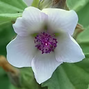 EXTRACT OFALTEA ORGANIC