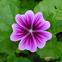 EXTRACT OFORGANIC MALLOW