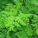  EXTRACT OF MORINGA