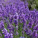 LAVENDER OIL