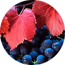 EXTRACT OFORGANIC RED VINE