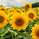 OIL SUNFLOWER