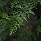 NOTEOF HEAD