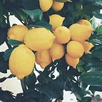 EXTRACT OFORGANIC LEMON PEEL