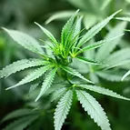 PROTEINS OFRICE AND HEMP