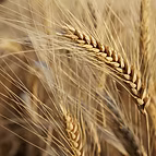 WHEAT PROTEIN