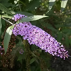STEM CELLS OFBUDDLEJA
