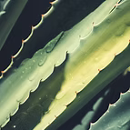 JUICE OFORGANIC ALOE BARBADENSIS