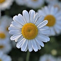 EXTRACT OF ORGANIC CHAMOMILE