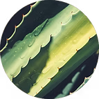 EXTRACT OF ORGANIC ALOE