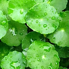 STAMINA CELLS OF CENTELLA