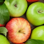 STAMINA CELLS OF APPLE