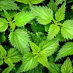 EXTRACT OFORGANIC NETTLE