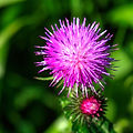 EXTRACT OF ORGANIC BURDOCK