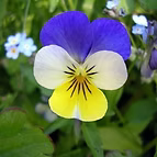 EXTRACT OFORGANIC TRICOLOR VIOLA