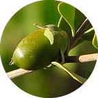 OILORGANIC JOJOBA