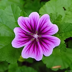 EXTRACT OFORGANIC MALLOW