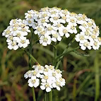 EXTRACT OFORGANIC YACHILEA