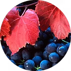 EXTRACT OFORGANIC RED VINE