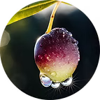 ORGANIC OLIVE OIL EXTRACT