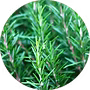 EXTRACT OF ROSEMARY