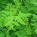 EXTRACT OFMORINGA