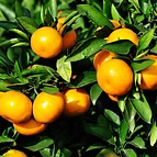 EXTRACT OF MANDARIN