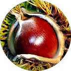 EXTRACT OF ORGANIC CHESTNUT