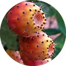 EXTRACT OFPRICKLY PEAR