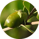 OILORGANIC JOJOBA