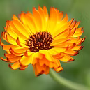 EXTRACT OFORGANIC CALENDULA