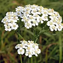 EXTRACT OFORGANIC YACHILEA