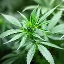 EXTRACT OFORGANIC HEMP