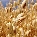 EXTRACT OFORGANIC OATS