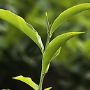 EXTRACT OFORGANIC GREEN TEA