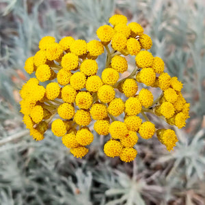 EXTRACT OF ORGANIC HELICHRISUS