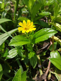 EXTRACT OF ORGANIC WAGELIDE